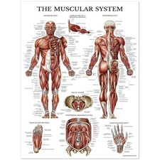 Listing image for The Muscular System Human Anatomy Chart Educational Medical Poster Art